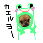 chihuahua plin