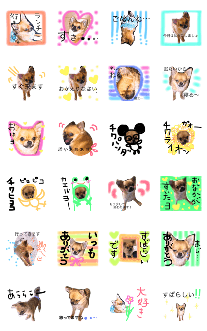 chihuahua plin