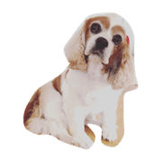 cute mapul