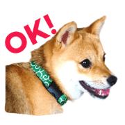 Poco chan Shiba