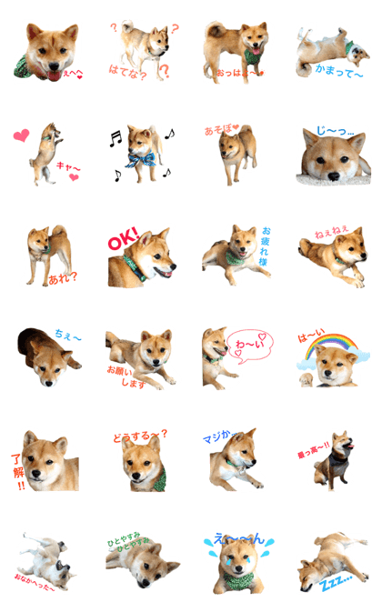 Poco chan Shiba