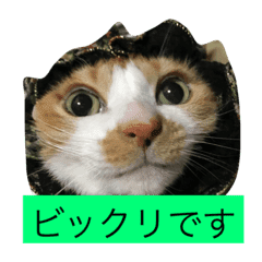 ビックリです Line スタンプ Line Store