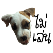 Bobo my beloved dog