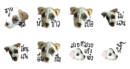 Bobo my beloved dog