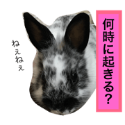 rabit meme-chan
