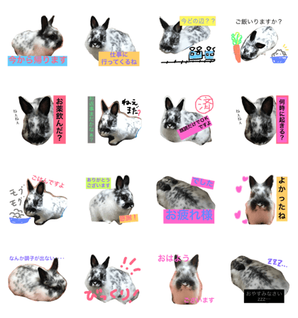rabit meme-chan