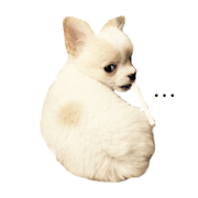 Puppy's Tora