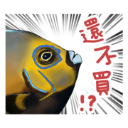 Conspicuous angel Fish's crazy life