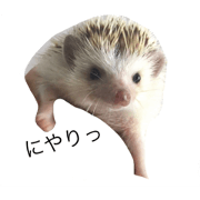 hedgehog  KOROSUKE