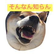 shibainu-Arun