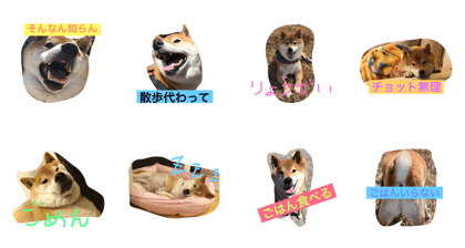 shibainu-Arun