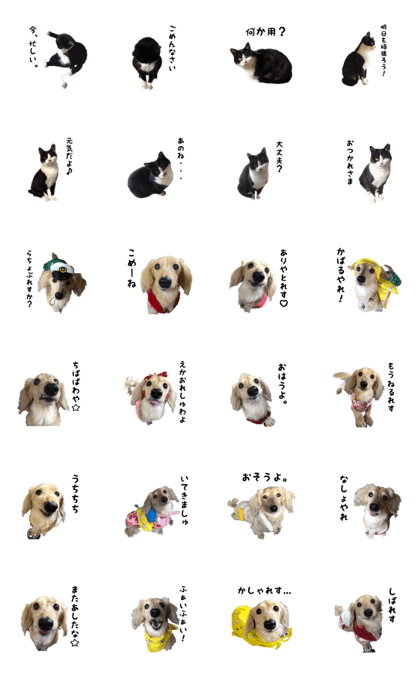 DACHS circle of friends 3