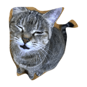 chaychi
