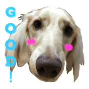 every day turbo