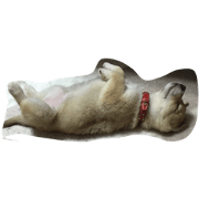 Shirochin