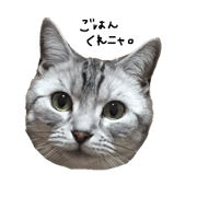 My cat's name is Haru.