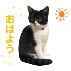 Everyday Hachiware Cat vol.2