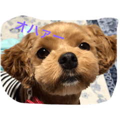 azu dog