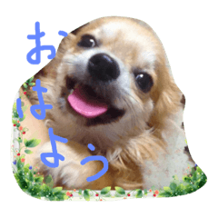 chihuahua pyonkun