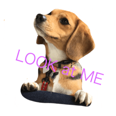 LOOK LOOK LOOK
