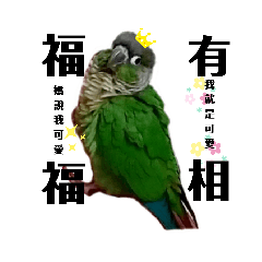 FUFU is a Green-cheeked Conure and Q!