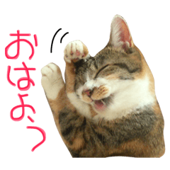 Cat's photo stamp