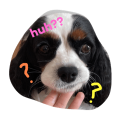 swiftie and the gang