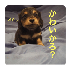 Dachshund Will