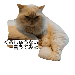 猫のラベルくん Line スタンプ Line Store