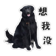 小小御