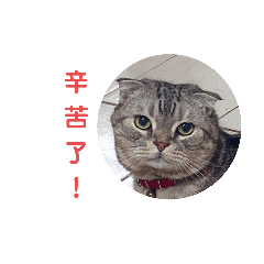 朵菈喵喵喵  朵菈的日常貼圖