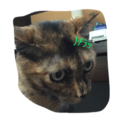 A cat tsubuyaki