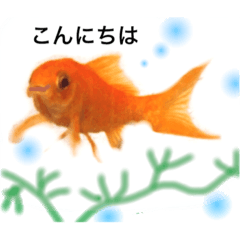 Goldfish of Kin Tan1