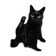 黒猫マーちゃん2