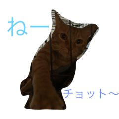 my pet C&D