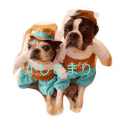 bostonterrier karen&max love