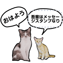 ネコとゴハンの小さいメッセージスタンプ
