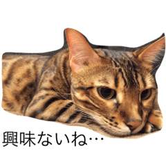 Bengal Cat CLOUD vol.1