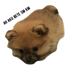 cute pomeranian is Gracy