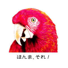 ANIMAL  -Osaka dialect-