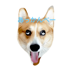 Walsh Corgi&nbsp; &nbsp;MUGI