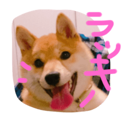mamechiyo