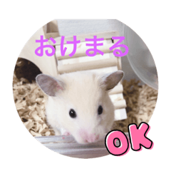 risa_20210803194537