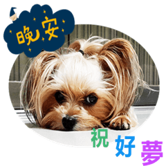 嘟寶
