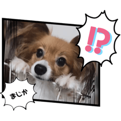 dodo_rinrin_20210803222154