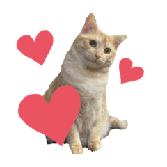 hikari_20210804002711