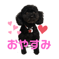 shelly_20210804010900