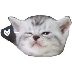 Lily the cat