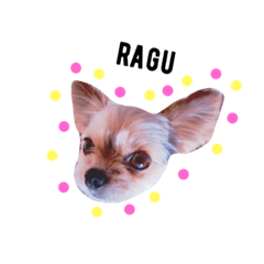 dog sticker  the name is ragu