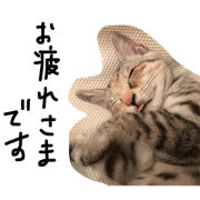 cat's24